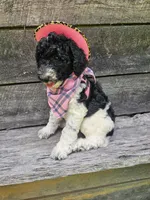 Selena Ckc, a female Poodle - Standard  for sale in Blairsville, GA – 8 of 10
