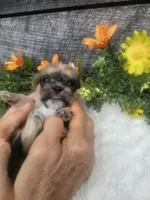 Dexter , a male Shorkie for sale in Blairsville, GA – 5 of 7
