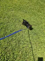 Zeke Ckc, a male Yorkshire Terrier for sale in Blairsville, GA – 9 of 9