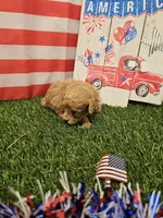 Copper Ckc, a male Poodle - Toy  for sale in Blairsville, GA – 4 of 4
