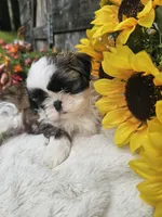 Marco Ckc, a male Shih Tzu for sale in Blairsville, GA – 7 of 9