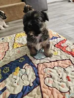 Amber, a female Shorkie for sale in Blairsville, GA – 8 of 9