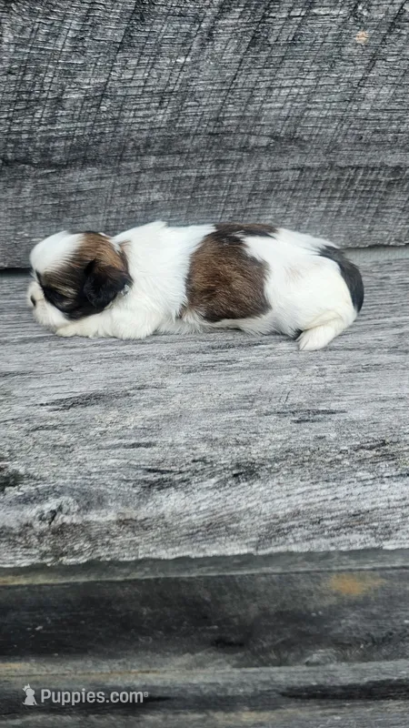 Roxy Ckc – Shih Tzu puppy for sale in Blairsville, GA