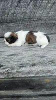 Roxy Ckc, a female Shih Tzu for sale in Blairsville, GA – 1 of 4