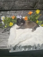 Amber, a female Shorkie for sale in Blairsville, GA – 6 of 9