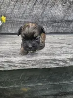 Amber, a female Shorkie for sale in Blairsville, GA – 4 of 9