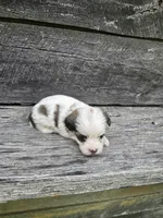 Bandit , a male Shorkie for sale in Blairsville, GA – 4 of 5