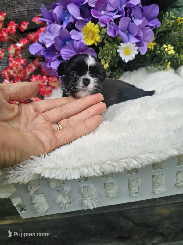 Willow Ckc – Shih Tzu puppy for sale in Blairsville, GA