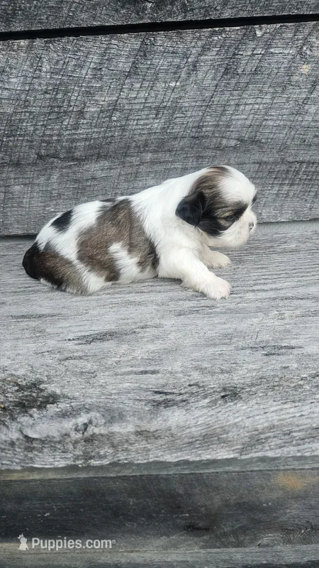Scooby Ckc – Shih Tzu puppy for sale in Blairsville, GA
