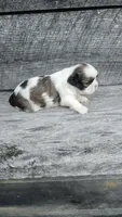 Scooby Ckc, a male Shih Tzu for sale in Blairsville, GA – 1 of 4