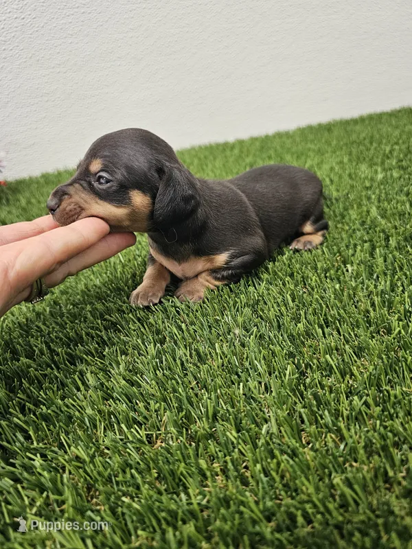Otis Ckc – Miniature Dachshund puppy for sale in Blairsville, GA