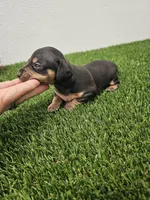 Otis Ckc, a male Miniature Dachshund for sale in Blairsville, GA – 1 of 4