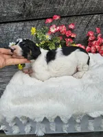 Zelda Ckc, a female Poodle - Standard  for sale in Blairsville, GA – 3 of 6