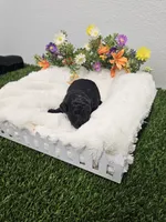 Ebony Ckc, a male Poodle - Toy  for sale in Blairsville, GA – 2 of 6