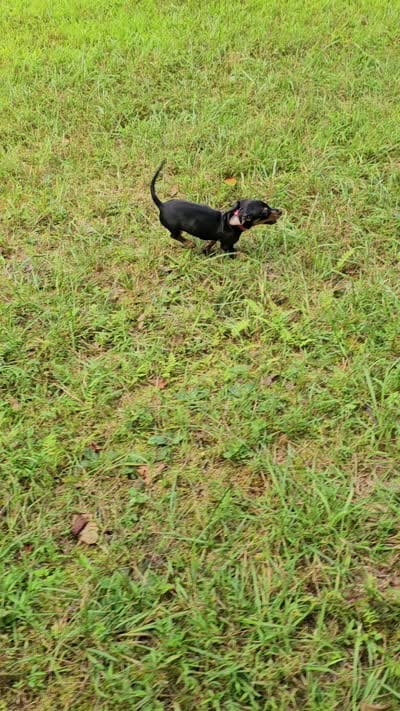 Oscar Ckc, a male Miniature Dachshund for sale in Blairsville, GA – 9 of 9