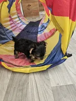 Zeke Ckc, a male Yorkshire Terrier for sale in Blairsville, GA – 3 of 9