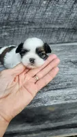 Roxy Ckc, a female Shih Tzu for sale in Blairsville, GA – 2 of 4