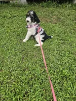 Zelda Ckc, a female Poodle - Standard  for sale in Blairsville, GA – 5 of 10