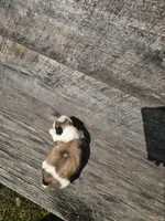 Maya Ckc, a female Shih Tzu for sale in Blairsville, GA – Photo 5 of 5