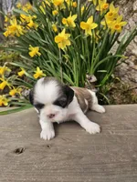 Maya Ckc, a female Shih Tzu for sale in Blairsville, GA – Photo 1 of 5