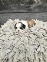 Maya Ckc, a female Shih Tzu for sale in Blairsville, GA – Photo 2 of 5