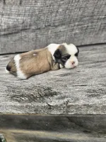 Maya Ckc, a female Shih Tzu for sale in Blairsville, GA – Photo 3 of 5