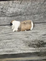 Maya Ckc, a female Shih Tzu for sale in Blairsville, GA – Photo 4 of 5