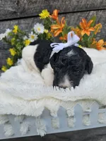 Selena Ckc, a female Poodle - Standard  for sale in Blairsville, GA – 4 of 5