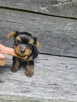 Zeke Ckc, a male Yorkshire Terrier for sale in Blairsville, GA – 3 of 4