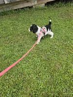 Zelda Ckc, a female Poodle - Standard  for sale in Blairsville, GA – 2 of 10
