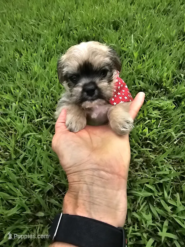 Dexter  – Shorkie puppy for sale in Blairsville, GA