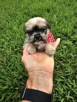 Dexter , a male Shorkie for sale in Blairsville, GA – 2 of 9