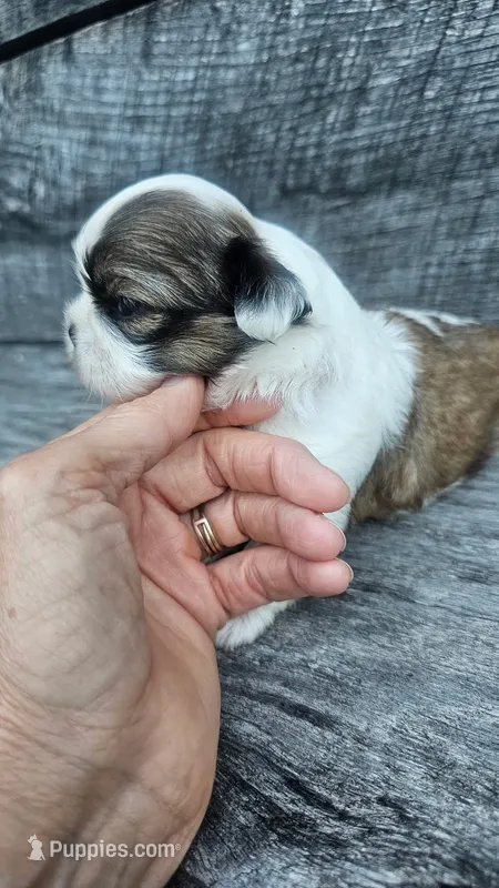 Jazz Ckc – Shih Tzu puppy for sale in Blairsville, GA