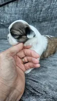 Jazz Ckc, a male Shih Tzu for sale in Blairsville, GA – 1 of 5