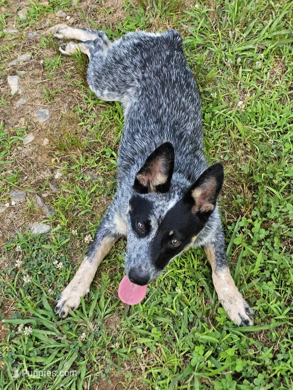 Keisha  – Australian Cattle Dog puppy for sale in Blairsville, GA