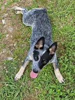 Keisha , a female Australian Cattle Dog for sale in Blairsville, GA – 1 of 5