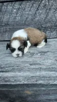 Snickers Ckc, a male Shih Tzu for sale in Blairsville, GA – 3 of 5
