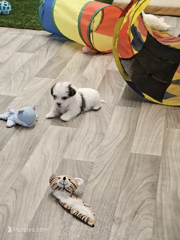 Bandit  – Shorkie puppy for sale in Blairsville, GA
