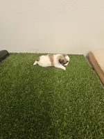 Izzy Ckc, a female Shih Tzu for sale in Blairsville, GA – 6 of 6