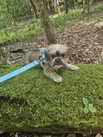 Dexter , a male Shorkie for sale in Blairsville, GA – 4 of 9