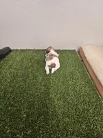 Izzy Ckc, a female Shih Tzu for sale in Blairsville, GA – 3 of 6