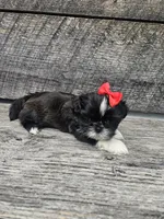 Willow Ckc, a female Shih Tzu for sale in Blairsville, GA – 4 of 8