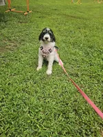 Zelda Ckc, a female Poodle - Standard  for sale in Blairsville, GA – 3 of 10