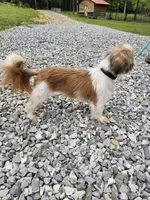 Sally, a female Shih Tzu for sale in Blairsville, GA – Photo 4 of 8