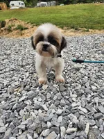 Sally, a female Shih Tzu for sale in Blairsville, GA – Photo 3 of 8