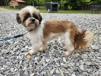 Sally, a female Shih Tzu for sale in Blairsville, GA – Photo 1 of 8