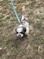 Shay Ckc, a female Shih Tzu for sale in Blairsville, GA – 5 of 10