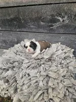 Luke Ckc, a female Shih Tzu for sale in Blairsville, GA – Photo 6 of 6