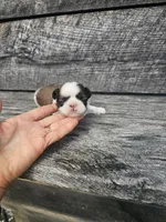 Luke Ckc, a female Shih Tzu for sale in Blairsville, GA – Photo 5 of 6