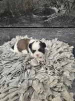 Luke Ckc, a female Shih Tzu for sale in Blairsville, GA – Photo 4 of 6